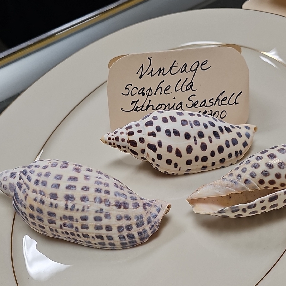 Rare Scaphella Seashell Set - Brown and Cream